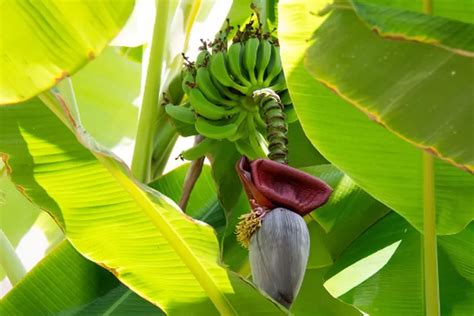 Arti mimpi menanam pohon pisang Video yang berkaitan dengan Arti mimpi pisang:Makna mimpi menanam pohon pisangMakna mimpi melihat pisang masakMakna mimpi memetik pisang langsung dari poho